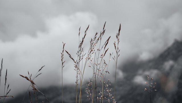 Details in Nature (Moody)