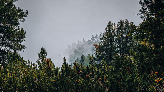 Cloudy Forest (Moody)