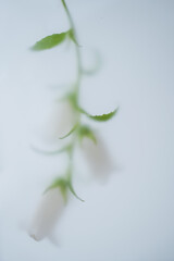 Creative photo of branch of white large bells lies on a white background