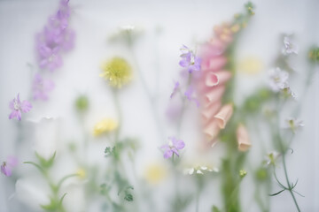 Blur floral original pattern. Many colored fresh chic flowers with pink foxglove, scabious and others lie on white background in blur filter