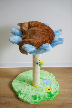 A red-haired cat lies in a colored scratching post in the shape of a flower. Domestic fat handsome cat is resting
