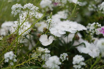 Dianthus barbatus or sweet William flowers close up