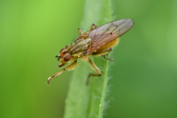 Fly, macro photography