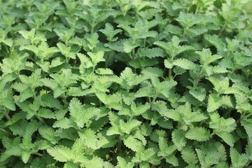 green mint plant leaves background