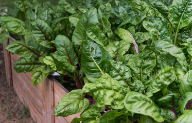 Chard growing robustly in a container garden