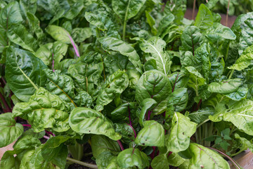 Chard growing robustly in a container garden