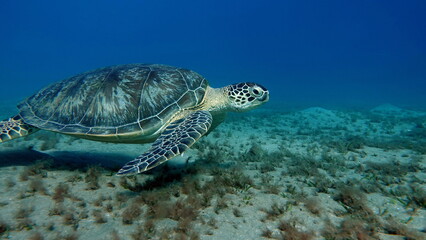 Big Green turtle on the reefs of the Red Sea.