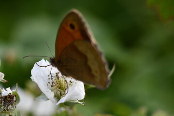 butterfly on a flower