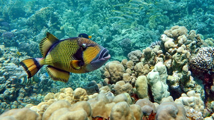 Titan TRIGGERFISH Bluefin balistod or Titan Triggerfish.
