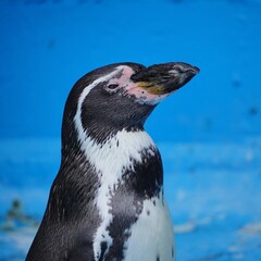 penguin in polar regions © Hiromi Yamabe 