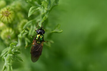 fly on a flower
