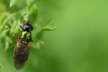 fly on green leaf