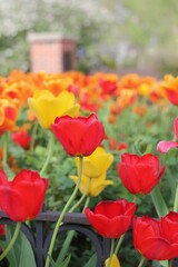 field of tulips