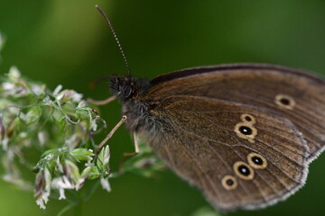 butterfly on a leaf