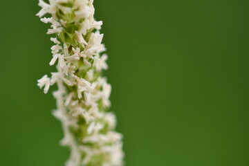 close up of a plant
