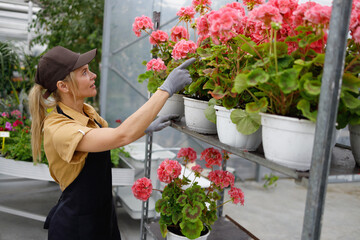 Female florist checking flowers on cart while working in greenhouse