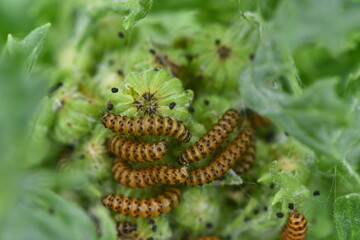 Cinnabar caterpillar on a leaf