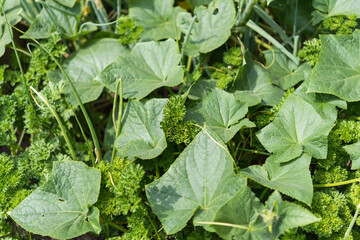 cucumber leaves and curly parsley in the sun