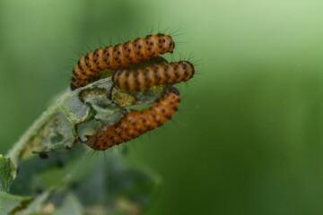 Cinnabar caterpillar on a leaf
