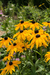 yellow flowers in the garden