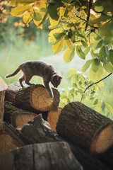 A young cat walks on logs.
