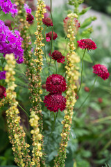 red and yellow flowers