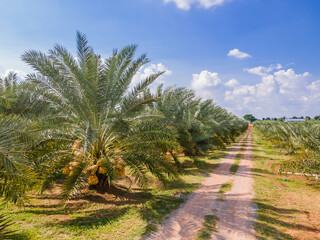 Date palm trees line up neatly in a field with a beautiful sky in the background.