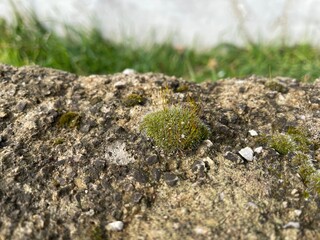 macro photo of a green moss on the ground