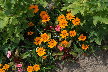 Fototapeta na wymiar mostly orange flowers in the garden