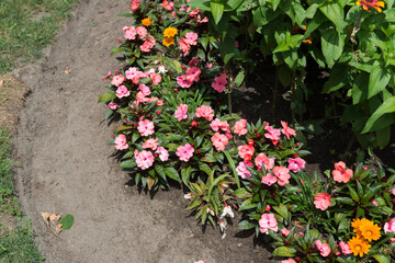garden bed with pink border plants