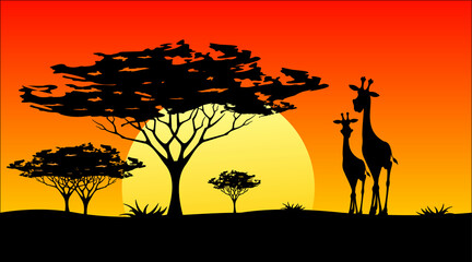 Fototapeta na wymiar sunset in africa, savannah bathed in sunshine