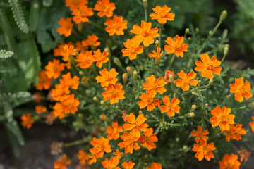 miniature orange marigolds in the garden