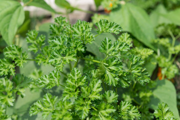 curly leaf parsley in the sun