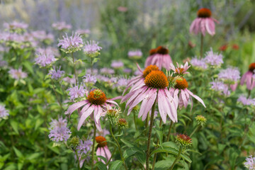 echinacea in bloom at the park