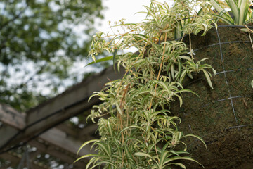 Chlorophytum comosum or spider plant at the hanging garden
