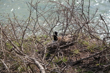 Goose incubates eggs in a nest by the lake