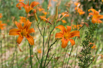 north american orange lily