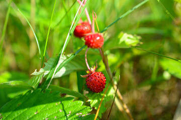 wild forest strawberry among green grass with sunbeams, close-up