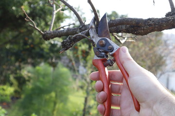 pruning a tree