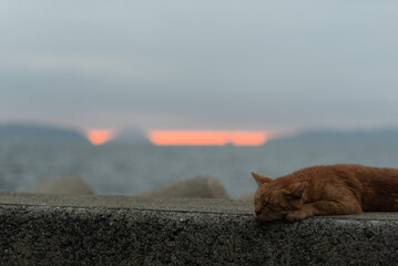 漁港の猫たち