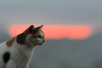 漁港の猫たち