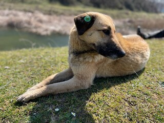 neutered stray dog resting on the top of mountain on a beautiful weather