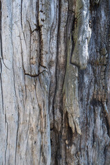 bark of a tree