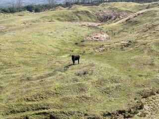 buffalo in the mountains and a beautiful field, selective focus on the animals