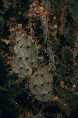 Zielone kaktusy, piękne naturalne roślinne tło. - obrazy, fototapety, plakaty