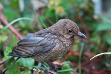 A baby Blackbird that has made a home for itself in this garden. This bird is now tame enough to land in my hand and come over for food. 