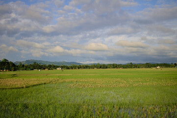 Fototapeta premium field and blue sky paddy and rice field