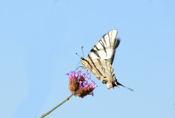 Imago du flambé, papillon noir et blanc