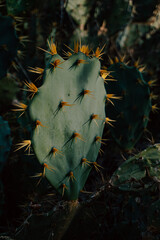 Zielone kaktusy, piękne naturalne roślinne tło. - obrazy, fototapety, plakaty