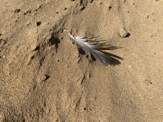 closeup of a feather and sand on the beach